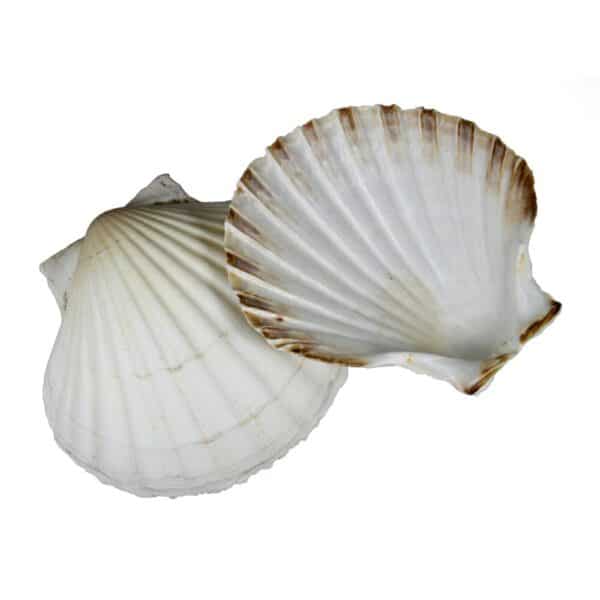 Percussive Seashells As Cuncha Small 10 cm