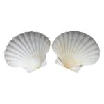 Perkusiniai Jūrų Kriaukliai - As Cuncha - Image 2